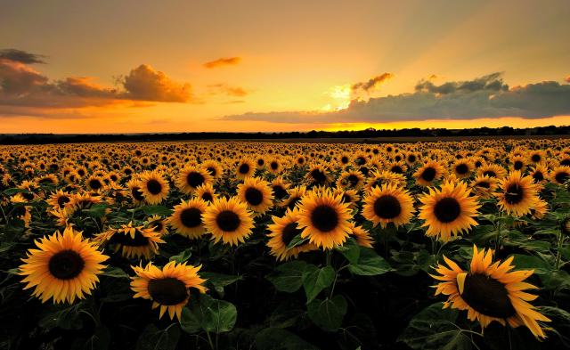 Sunflower-Field