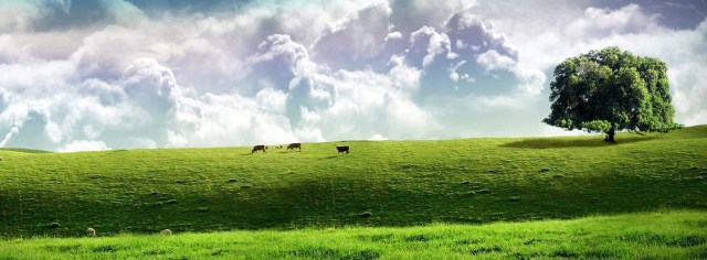 green-pasture-widescreen-wallpaper-v2