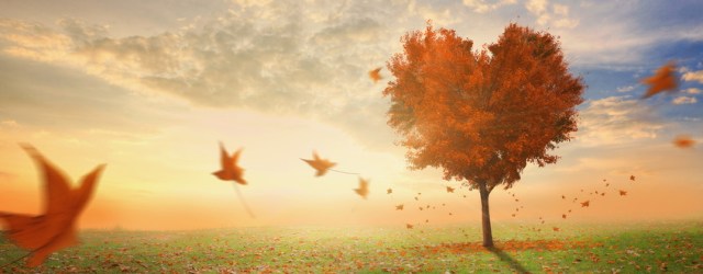 Heart shaped tree during fall