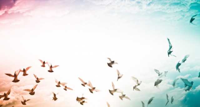birds-flying-freedom-sized-770x415xc