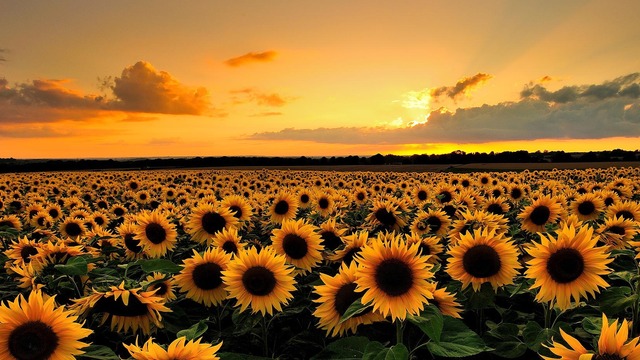 sunflowers