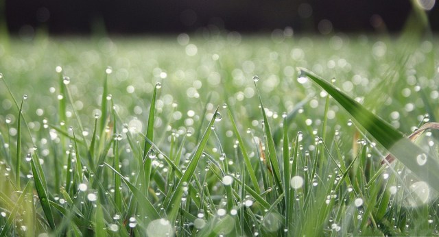 rainongrass