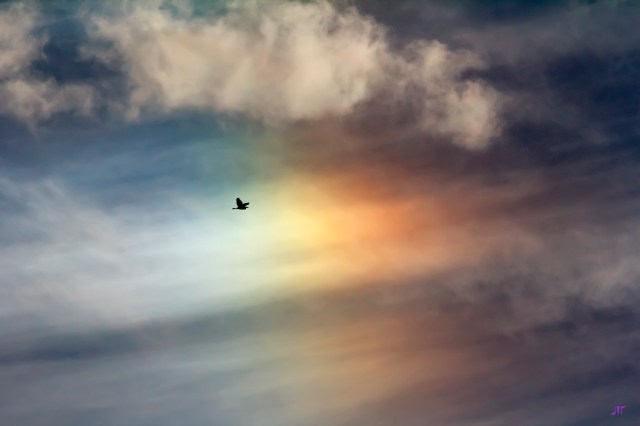 birdsundog_rayego_1555