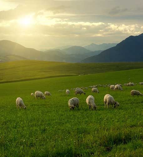 Wait-for-Him-in-Green-Pastures