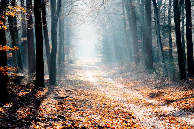 light-path-forest