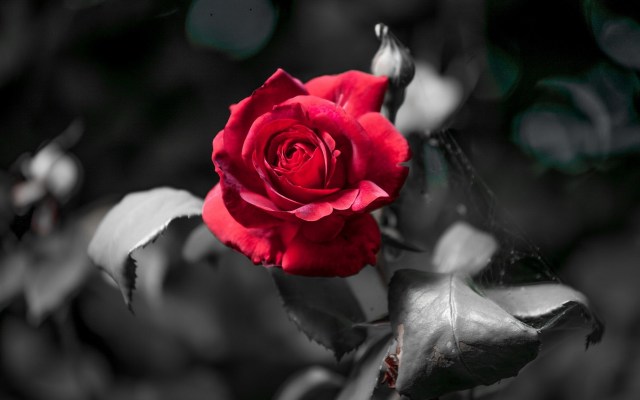 Red-rose-flower-focused-black-and-white-blur-image