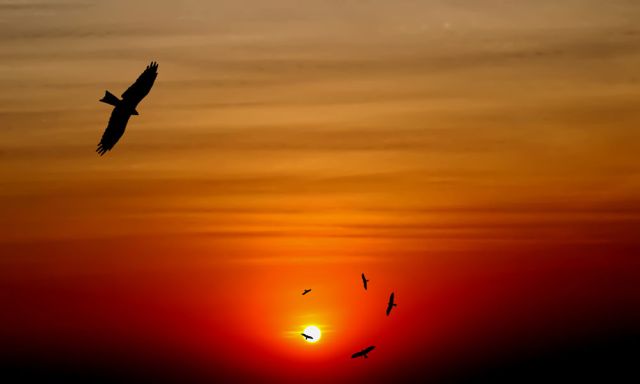 Bird-at-Sunset_opt