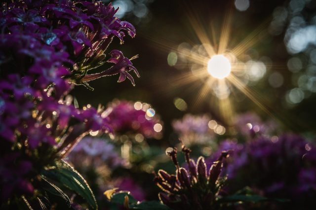 purple-flowers-and-morning-sun-1960x1307
