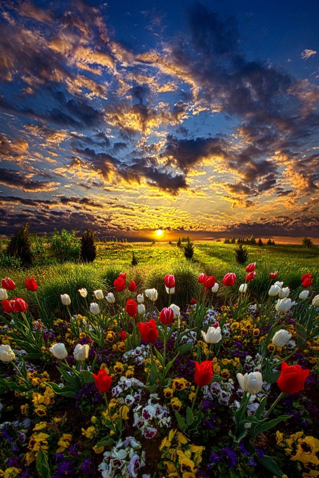 sunriseflowers